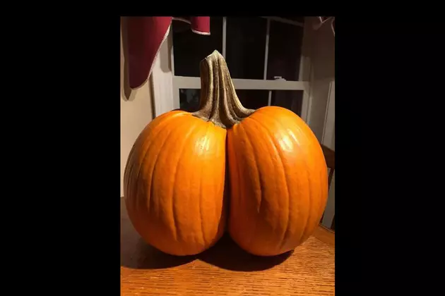 Maine &#8216;Pumpkin Butt&#8217; Photo Cause For Smiles At Halloween