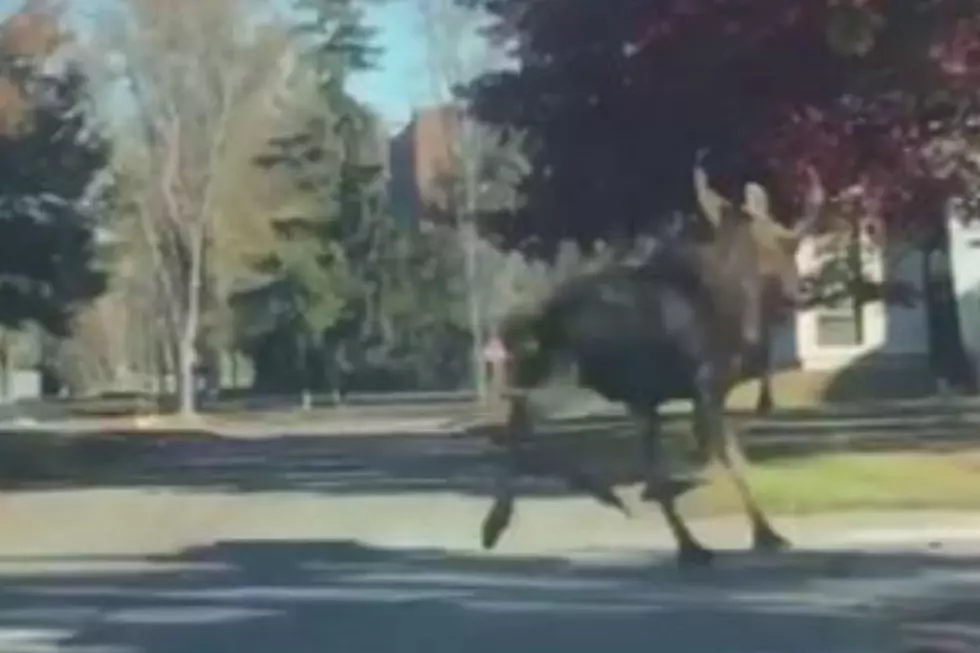 Moose On The Loose At UMaine