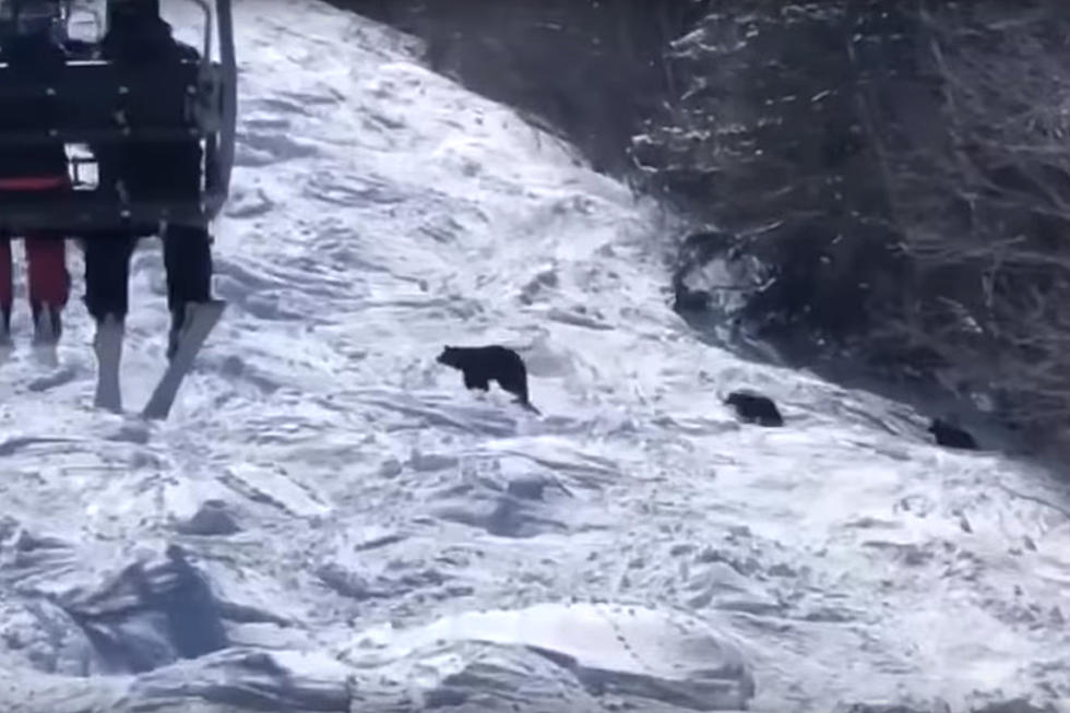 Bears Spotted At Sunday River [VIDEO]