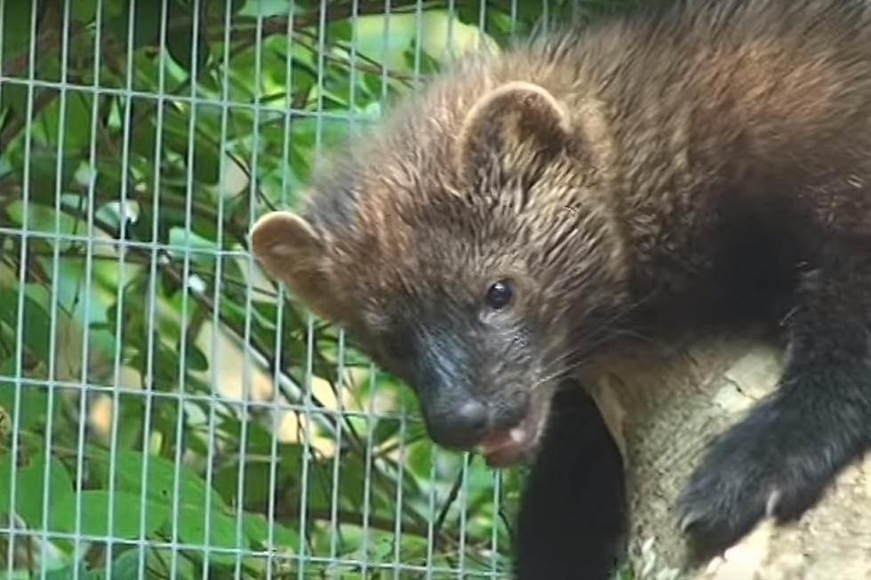 Look Out for Maine’s Fiercest Pet Predator: The Fisher Cat