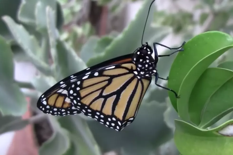 Mainers: Help Monarch Butterfly Research With Your Phone