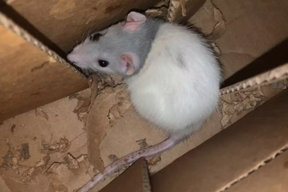 Rat in Cardboard Box Rescued from Highway in Bangor