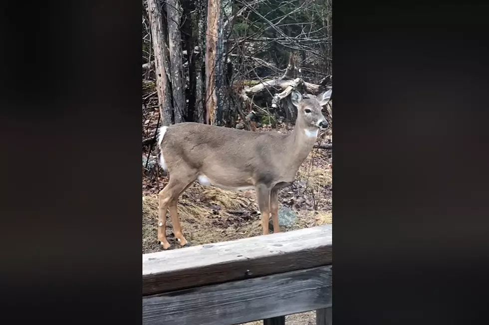 Viral Video Shows Pregnant Doe&#8217;s Belly Moving With Baby &#8216;On Board&#8217;