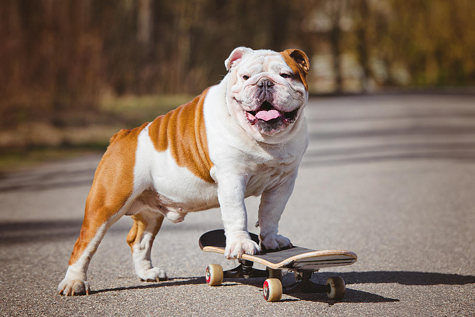 Cool Down These Dog Breeds That Are At Higher Risk for Heatstroke