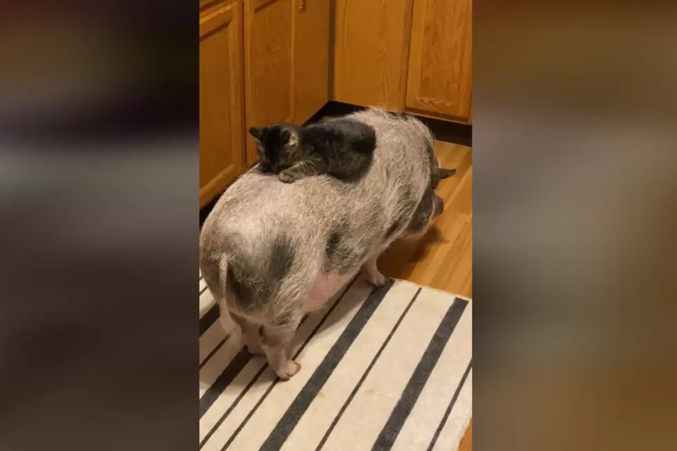 This Milford Pig & Cat Friendship Is the Light I Need In This Dark World Right Now