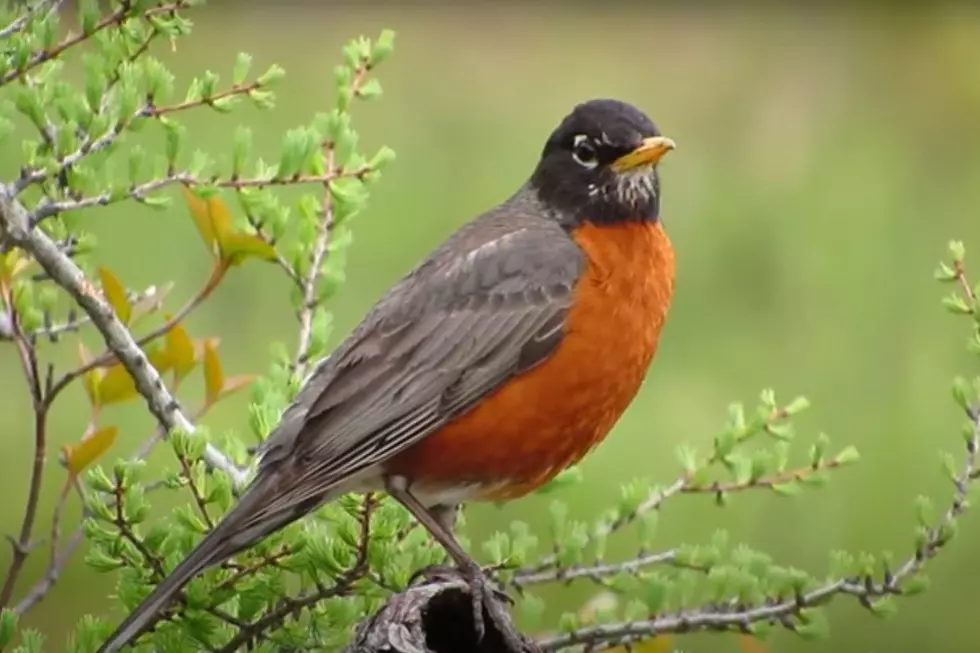 The Maine Bird Atlas Needs You To Watch On the Birds