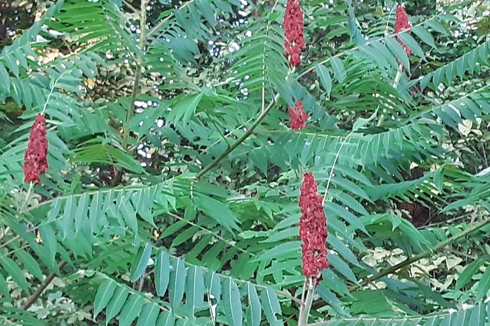 Hey, Maine!  Not All Sumac Is Poisonous.