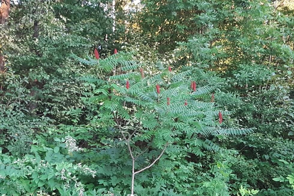 Hey, Maine!  Not All Sumac Is Poisonous.