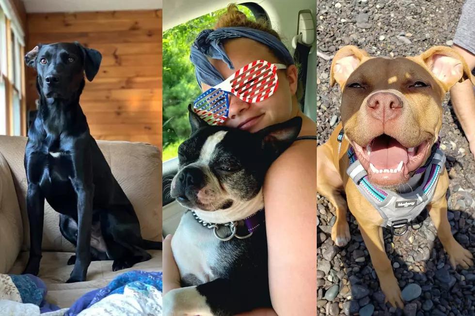 See Z Listeners Pooches for National Dog Day