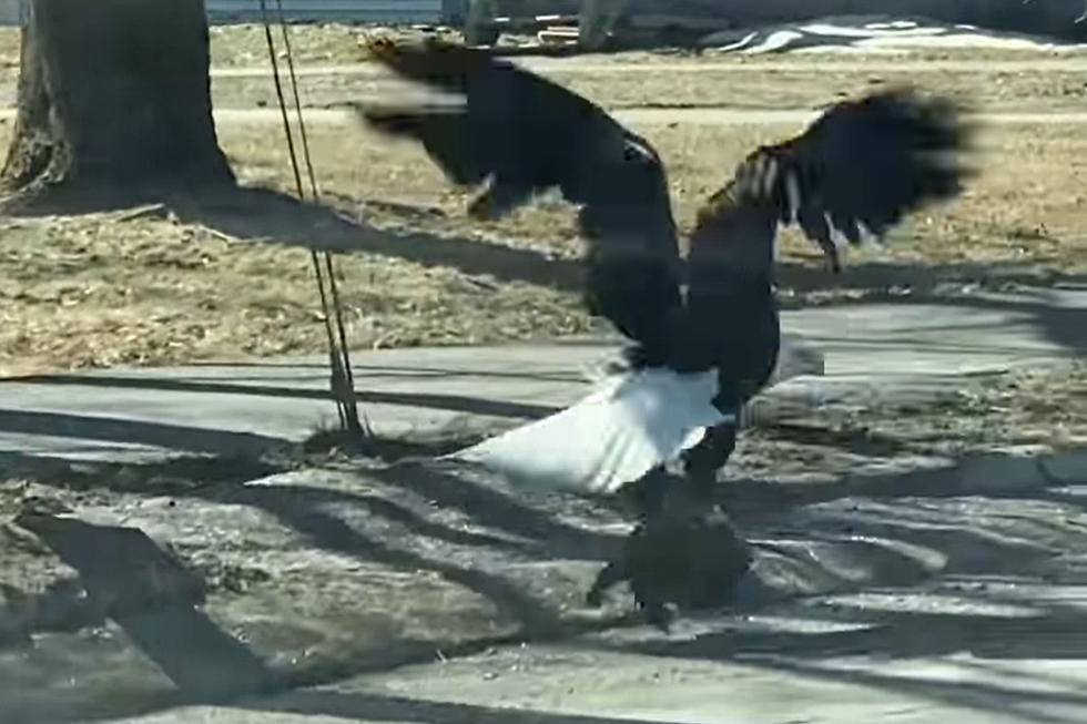 VIDEO: Bald Eagle Gets Lunch In Streets of Brewer