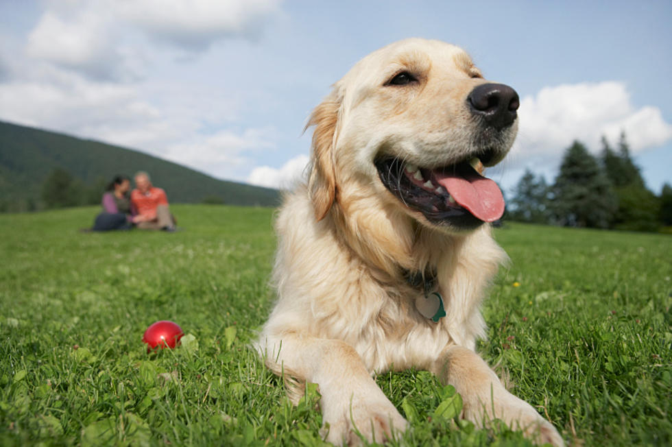 Here Are America&#8217;s Favorite Dog Breeds for 2020 and Vote for Maine&#8217;s Favorite Breed!