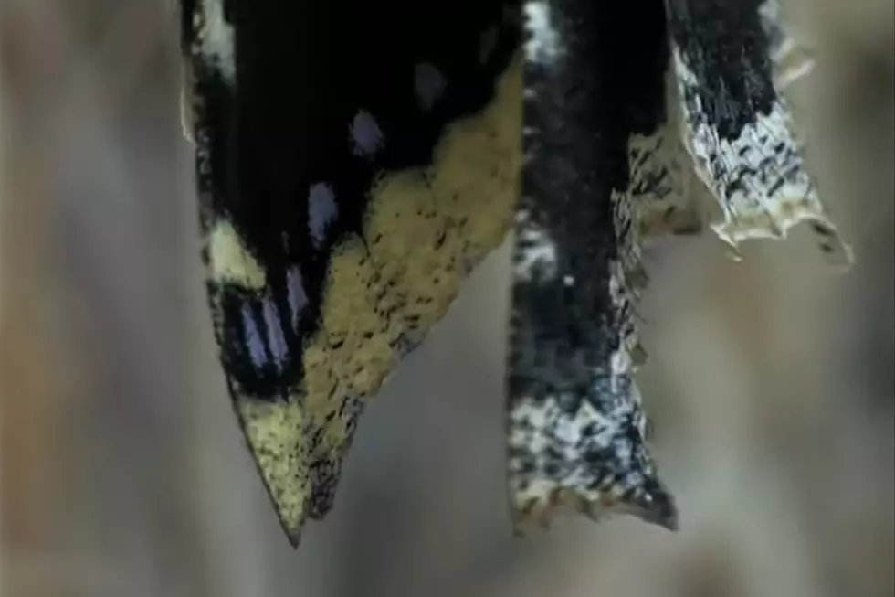 Watch For Maine&#8217;s First Butterfly of the Season