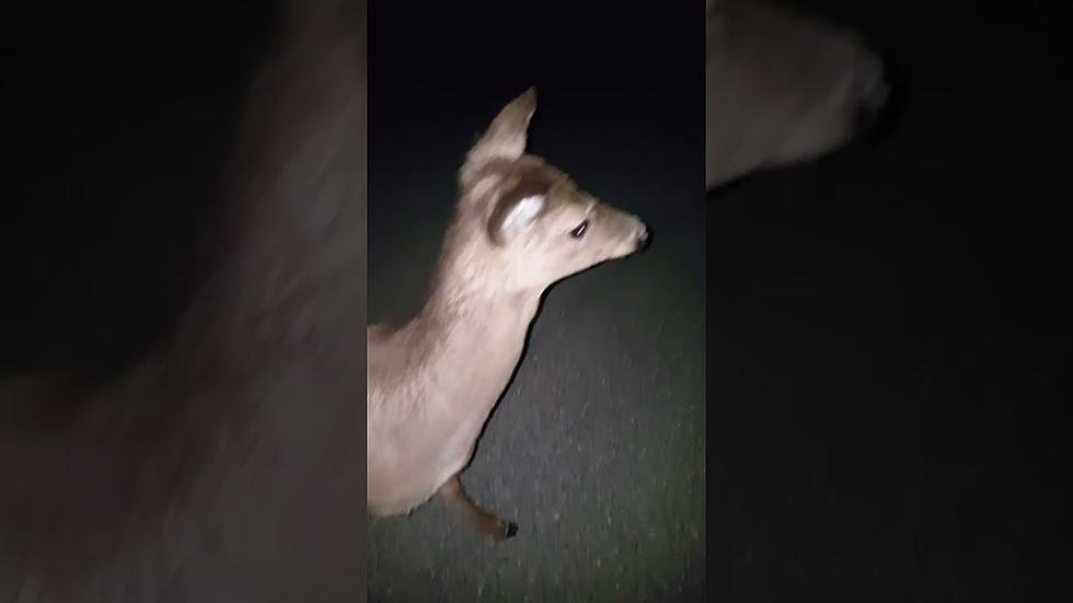 Watch: Maine Deer Makes a New Friend, Follows Woman on a Walk for Over 8 Miles