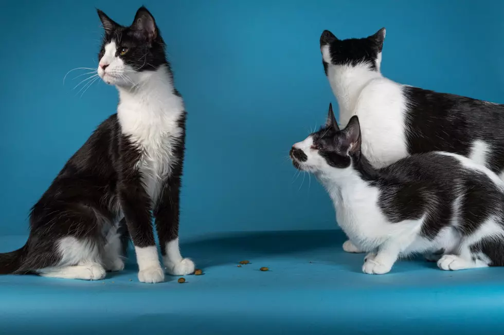 These Bangor Humane Special Needs Kitties Are All The Cute I Can Handle