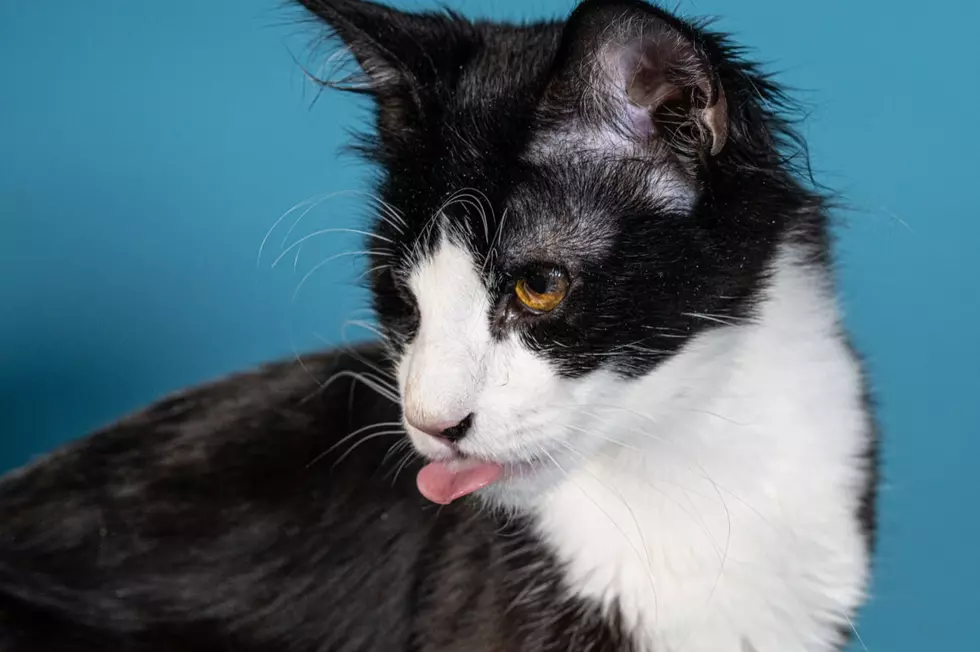 These Bangor Humane Special Needs Kitties Are All The Cute I Can Handle