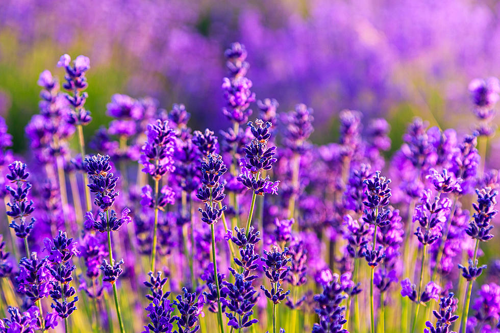 Lavender Fields Will Be Open This Friday In Newport
