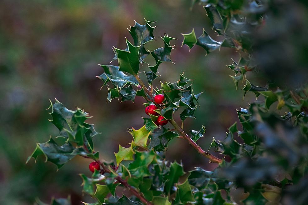 Holly Berries Pictures  Download Free Images on Unsplash