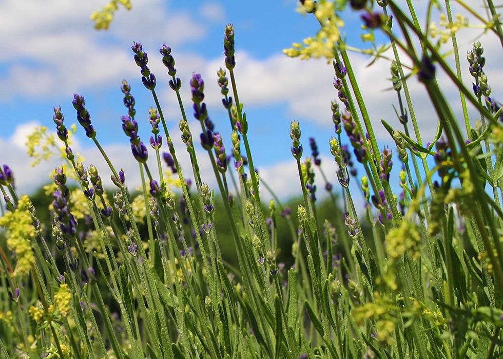 Newport&#8217;s Lavender Fields Open For the Season This Friday