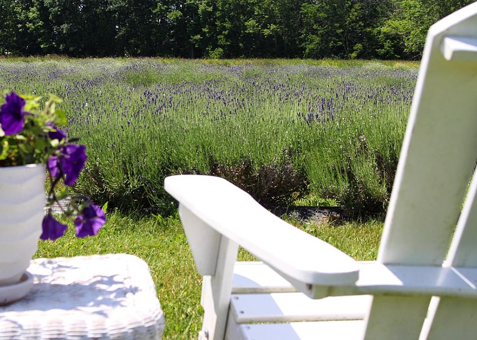 Immerse Yourself In the Zen Of This Maine Lavender Field