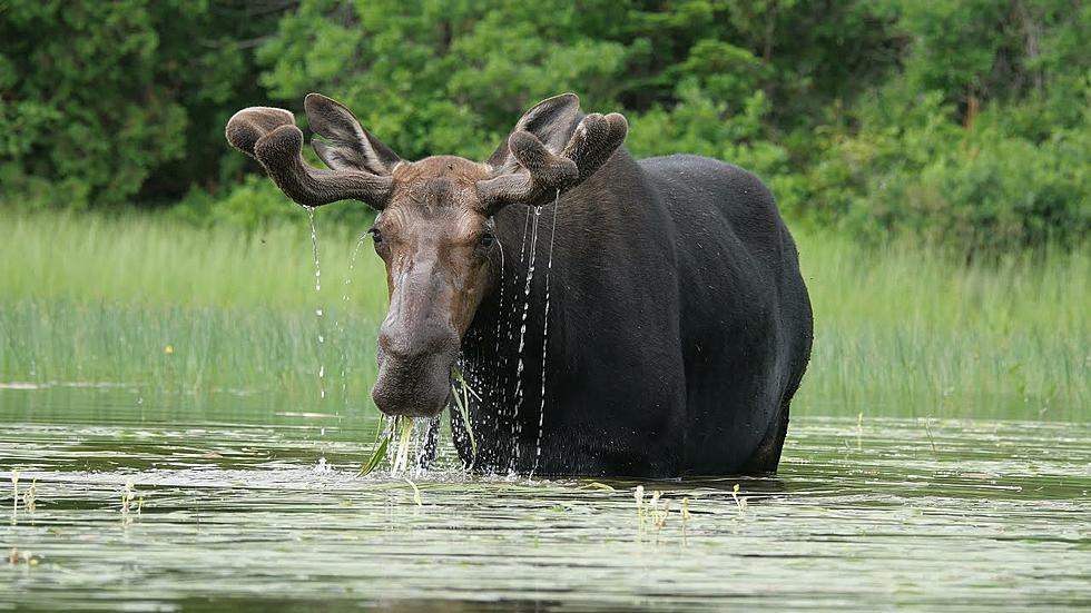 Glenburn Kayaking Couple Has Breakfast With A Moose