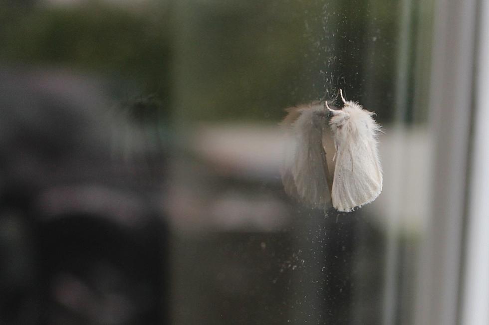 Is Mother Nature Helping Maine With Its Browntail Moth Problem?