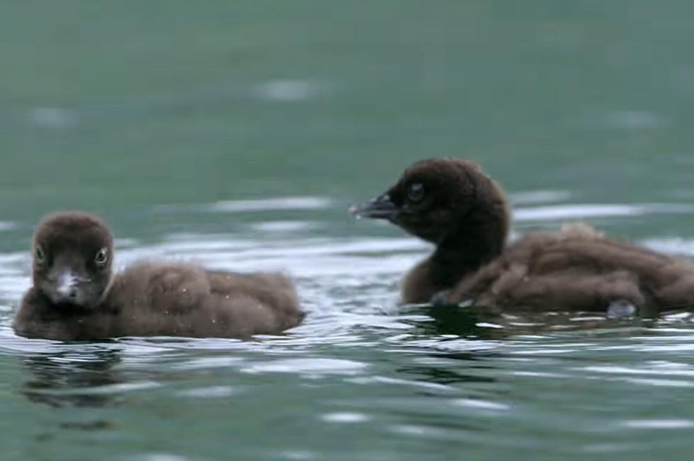 Stunning Short Film Shows Us the Cuteness Overload of Maine Loon Chicks