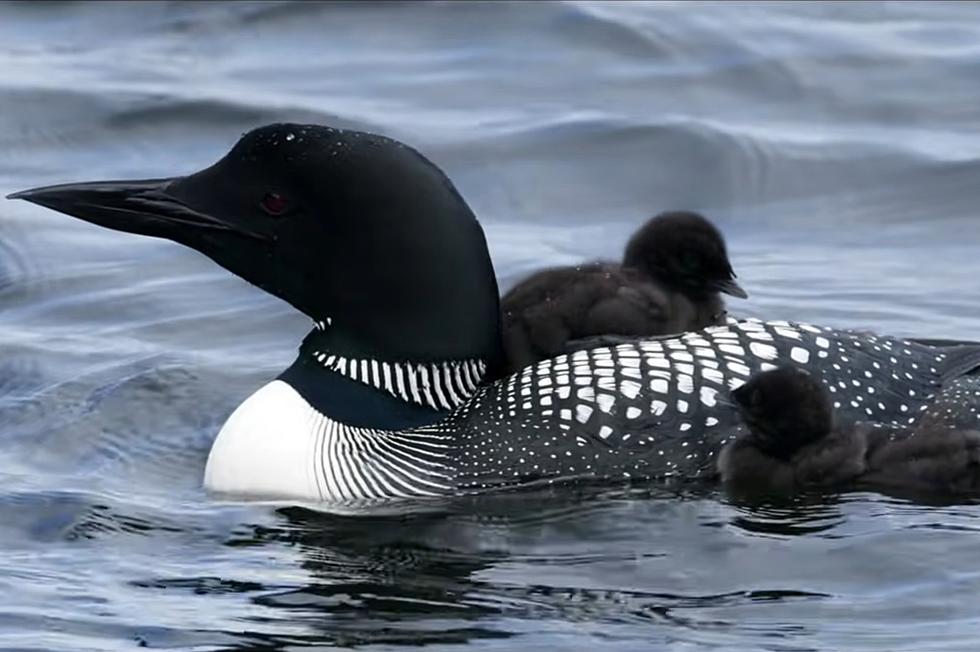 Stunning Short Film Shows Us the Cuteness Overload of Maine Loon Chicks