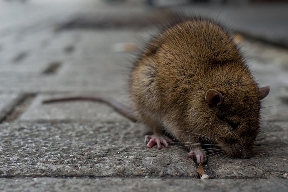 Why Are Rats Invading Maine&#8217;s River Towns?