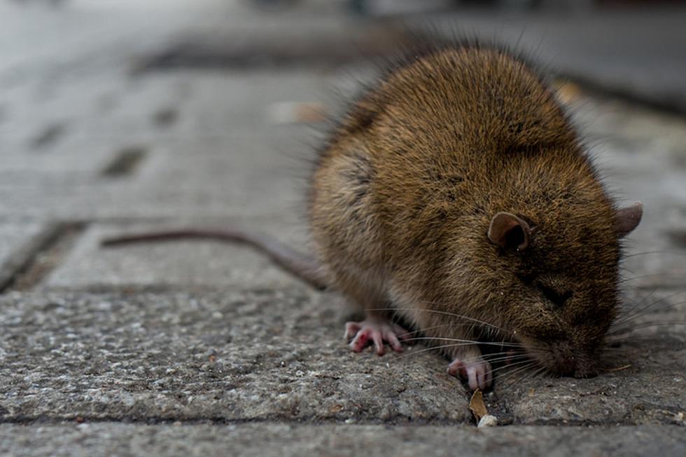 Why Are Rats Invading Maine’s River Towns?
