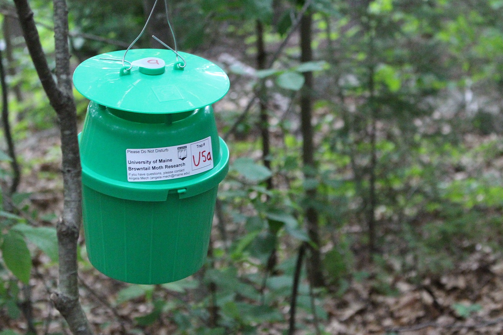 How to Make a Gypsy Moth Trap Using a Plastic Bottle 