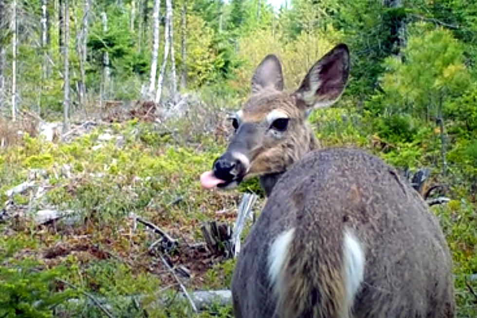 Milford Man Starts His Backyard ‘Maine Wildlife YouTube Channel’