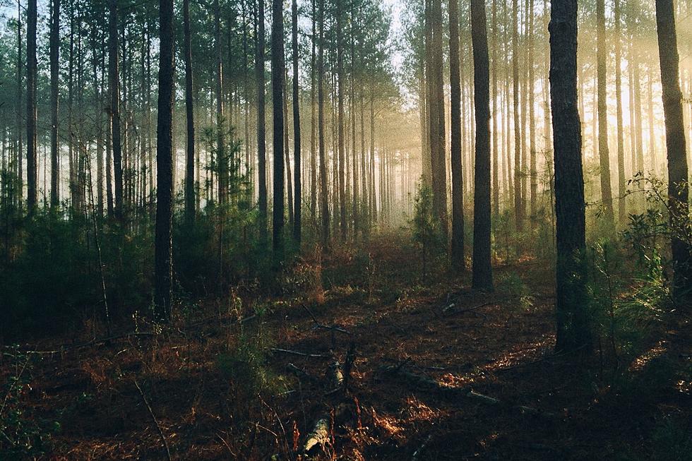 Interesting Maine Airbnb Offers Forest Reiki and Intuitive Healing