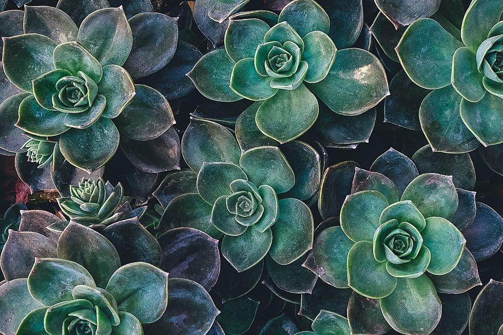 Grand Opening Friday For ‘Repotted’ Mainely Succulents Studio