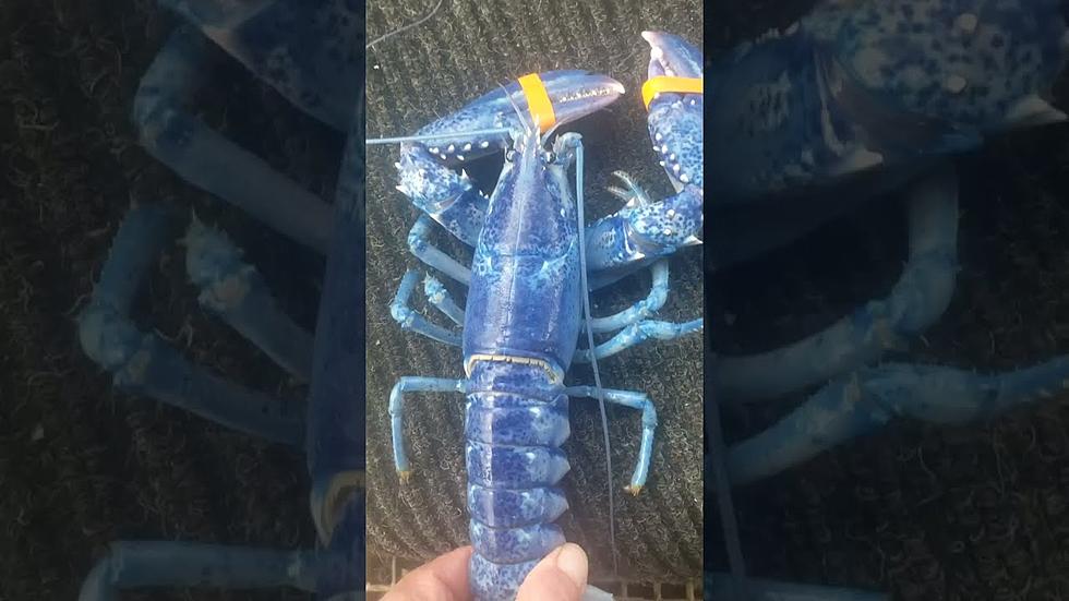 1 in 2 Million: Another Rare Blue Lobster Is Caught in Maine
