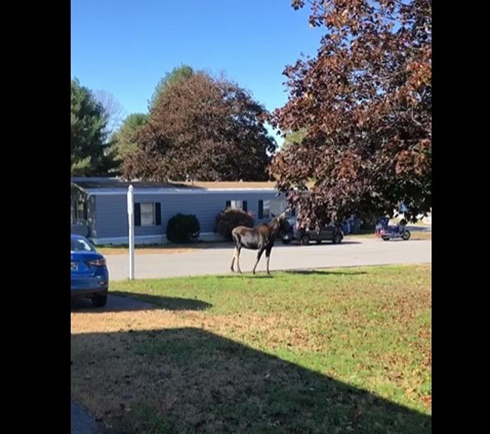 Watch This Moose Mosey Through a Maine Mobile Home Park