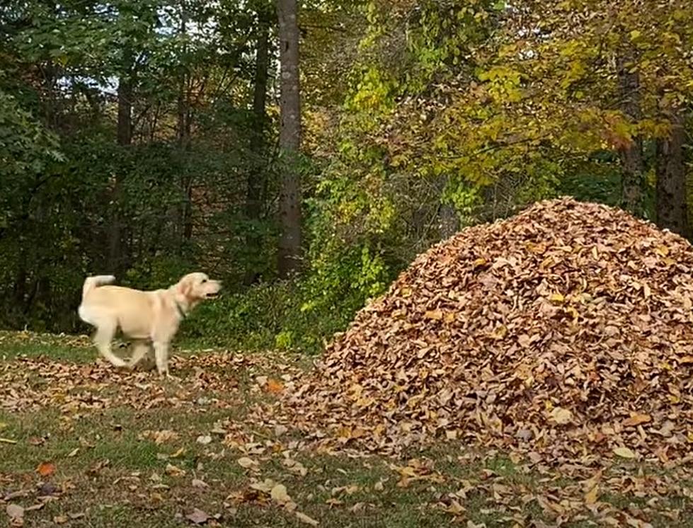 'Stella' Maine's Most Famous Leaf Pile Jumping Dog Is Back