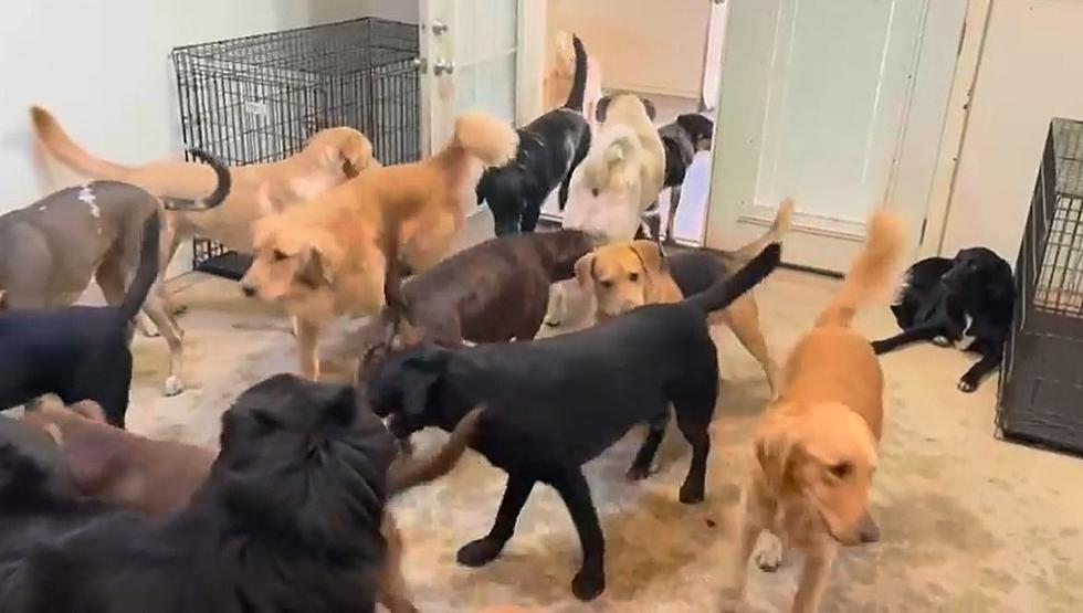 This Bangor Doggy Day Care Video Will Make Your Day