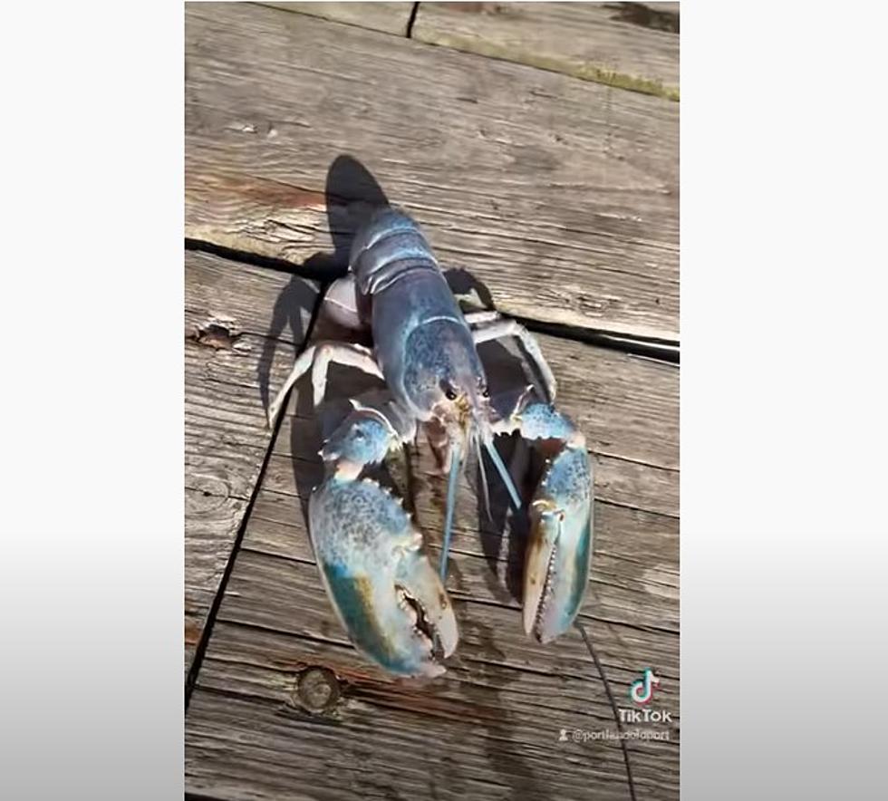 Meet ‘Haddie’ The Rare Cotton Candy Lobster Caught In Maine
