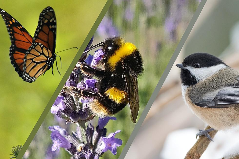 8 Citizen Scientist Projects To Be A Part of Here In Maine