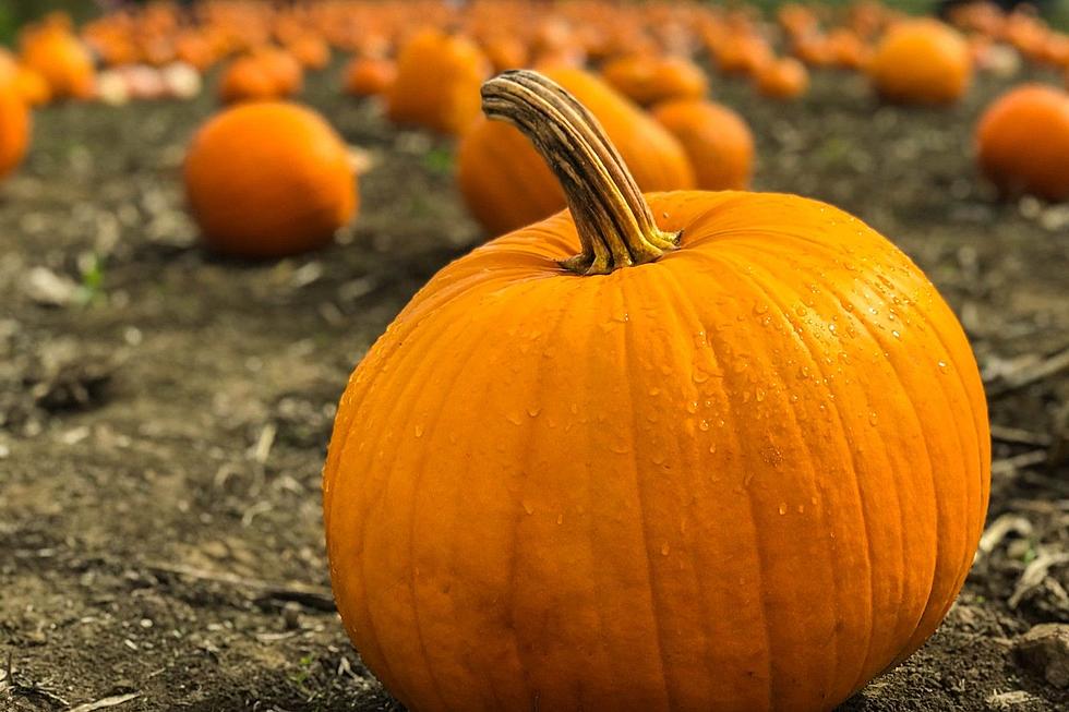 ‘The Great Pumpkin Party’ At Cole Land Transportation Museum