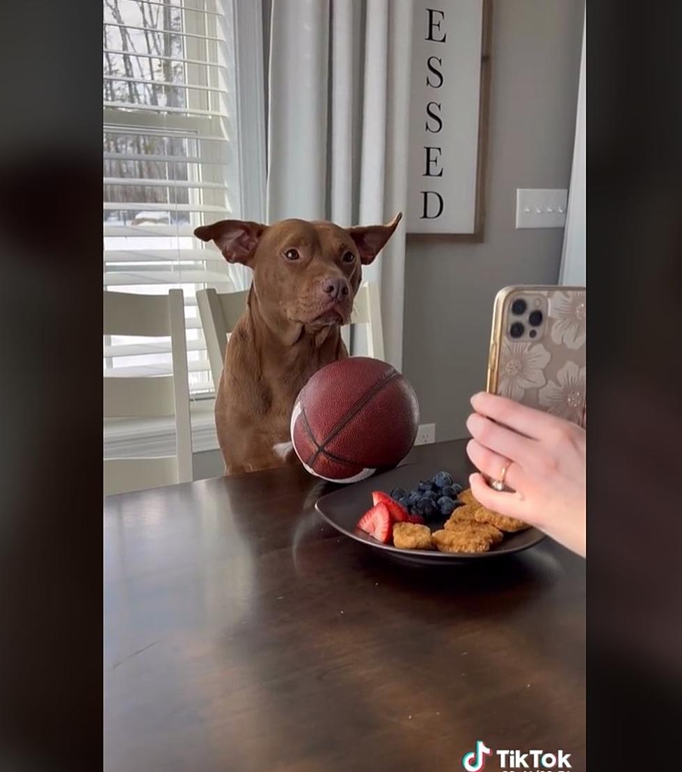 ‘Tatum The Dog’ From Hermon Is A Social Media Superstar