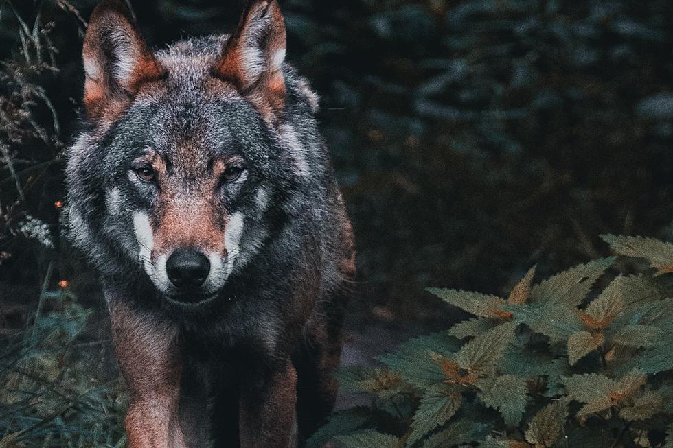 This Maine Experience Has You Camping With Wolves 15 Minutes From Acadia National Park