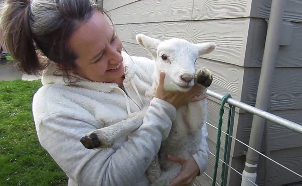 Baby Lamb Cuddling In Maine Is Just What You Need
