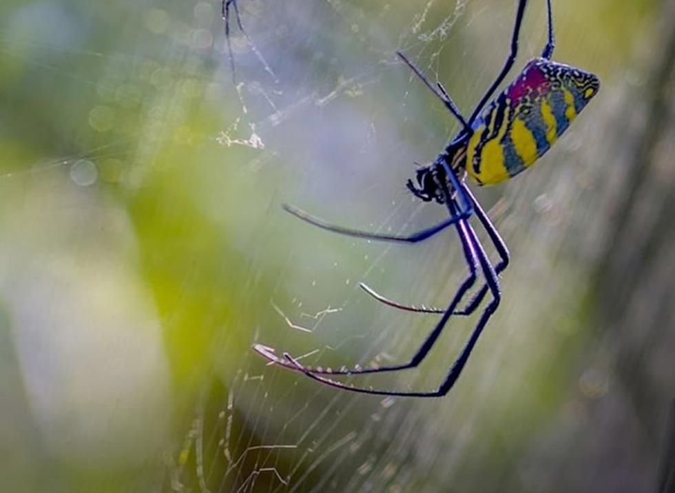 Eww … Giant Parachuting Spiders Are Coming To Maine This Spring