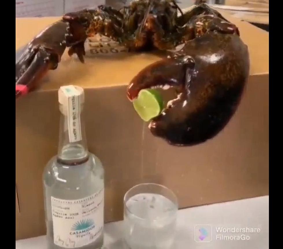 Watch This Maine Lobster Help Make A Cocktail