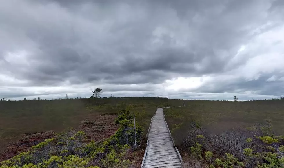 The Orono Bog Boardwalk Opens To The Public On May 1st