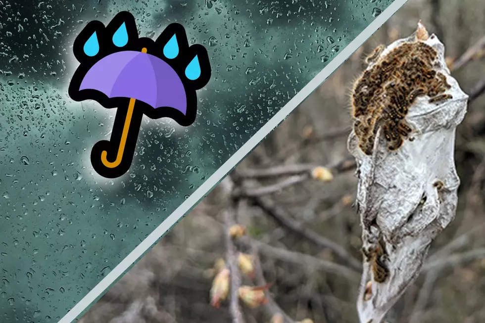 Here’s How Mainers Can Benefit From A Rainy Spring: Less Browntail
