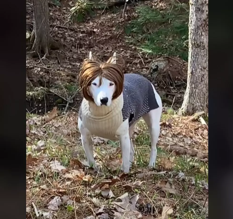 Which Mainer Has The Most TikTok Followers? Biscuit The Dog