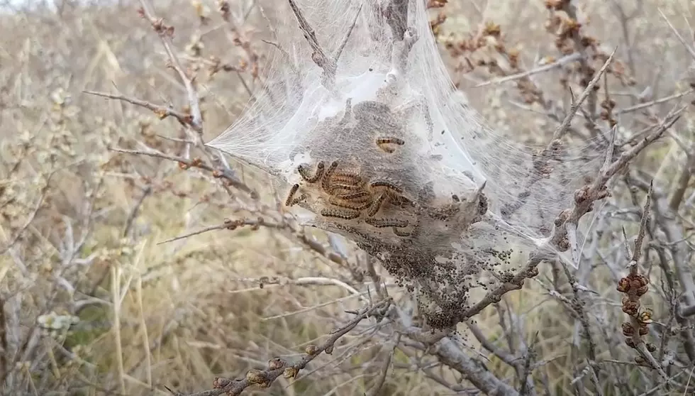 This Browntail Moth Post On Maine Reddit Is Terrifying
