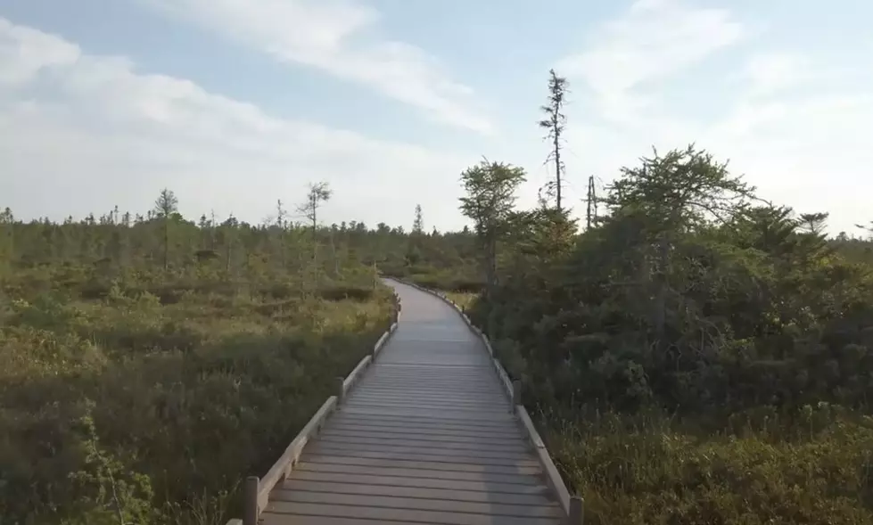 Take A Video Stroll Through The Orono Bog Walk
